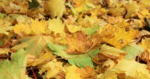 The Best Electric Leaf Mulchers for Composting