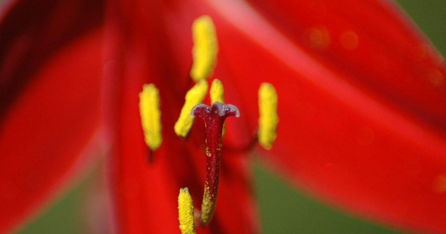 30 Beautiful Flowers That Start With B Mens Gardening