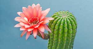 Flowers That Start with C - Cactus