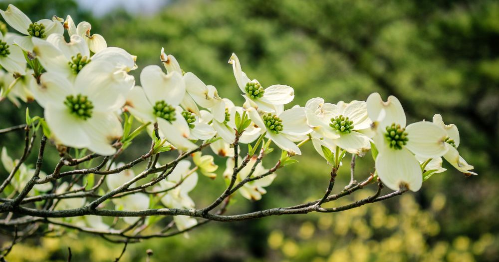 Flowers That Start with D - Dogwood
