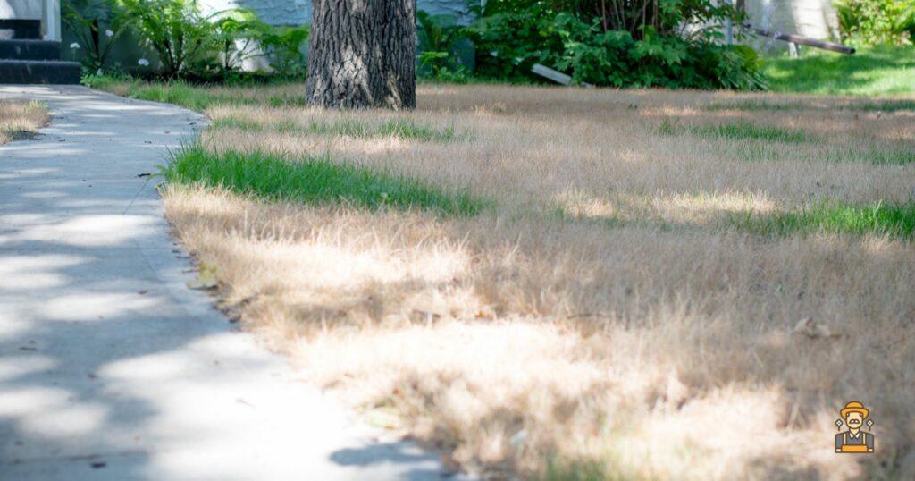 Will Salt Water Kill Grass? 3 Prevention and Recovery Tips