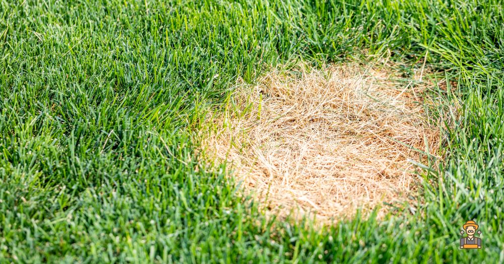 Will Salt Water Kill Grass? A Dead Grass Patch from Salt Water