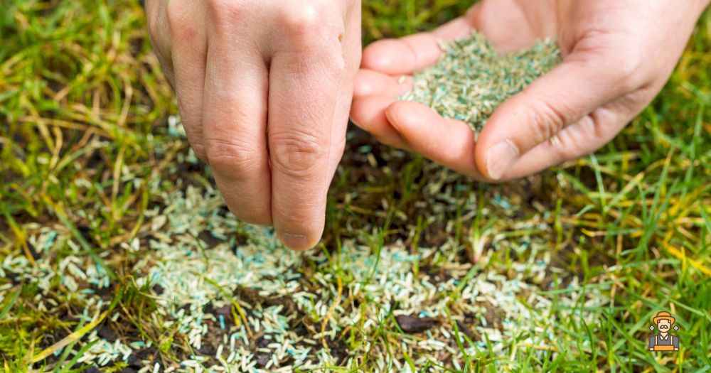 Will Salt Water Kill Grass? Planting Grass Seeds on a Dead Lawn from Salt Water